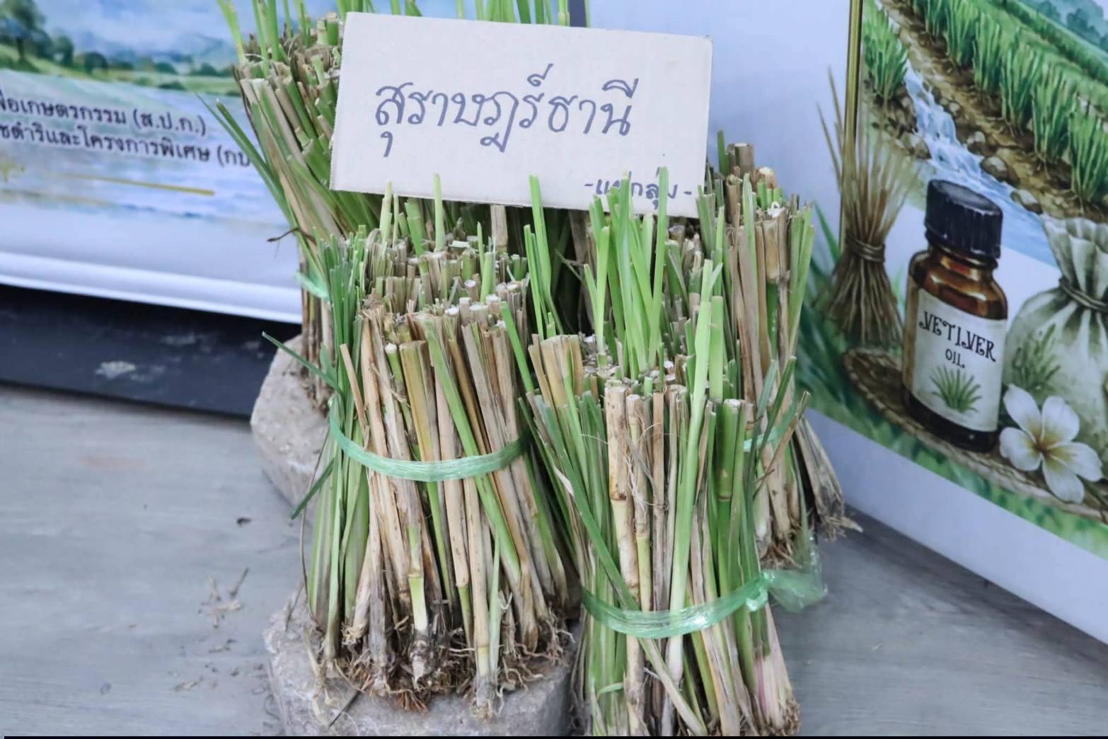 title - เลขาธิการสำนักงานการปฏิรูปที่ดินเพื่อเกษตรกรรม เป็นประธานในพิธีเปิดโครงการฝึกอบรมเชิงปฏิบัติการ หลักสูตร “รู้ปลูก รู้รักษา รู้คุณค่าของหญ้าแฝก” ระยะที่ 2 ภายใต้โครงการพัฒนาและรณรงค์การใช้หญ้าแฝกอันเนื่องมาจากพระราชดำริ ประจำปีงบประมาณ พ.ศ. 2569 ณ ศูนย์ส่งเสริมและพัฒนาอาชีพเสริมนอกภาคการเกษตร (ศพส.)